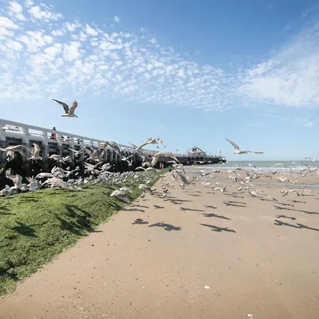 In Blankenberg With Sea Views *